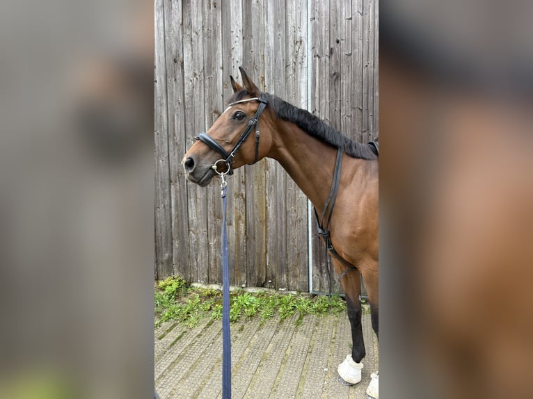 Warmblood austríaco Yegua 11 años 167 cm Castaño in Vilsbiburg