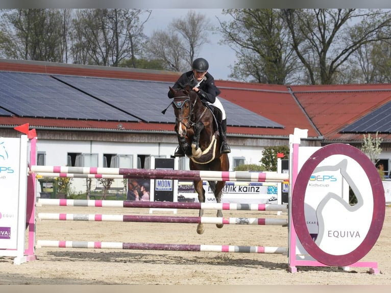 Warmblood austríaco Yegua 11 años 168 cm Castaño in Baden