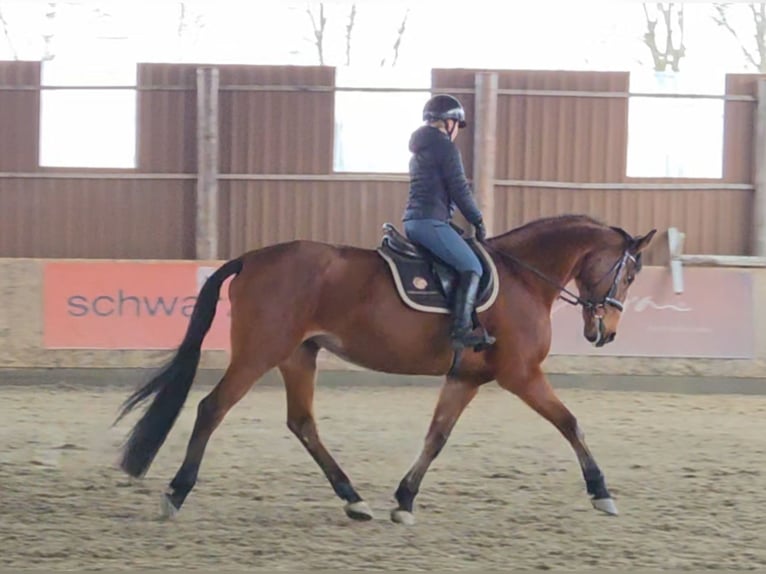 Warmblood austríaco Yegua 11 años 172 cm Castaño in Schattendorf