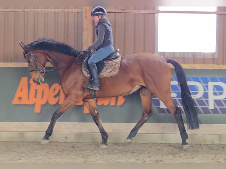 Warmblood austríaco Yegua 11 años 172 cm Castaño in Schattendorf