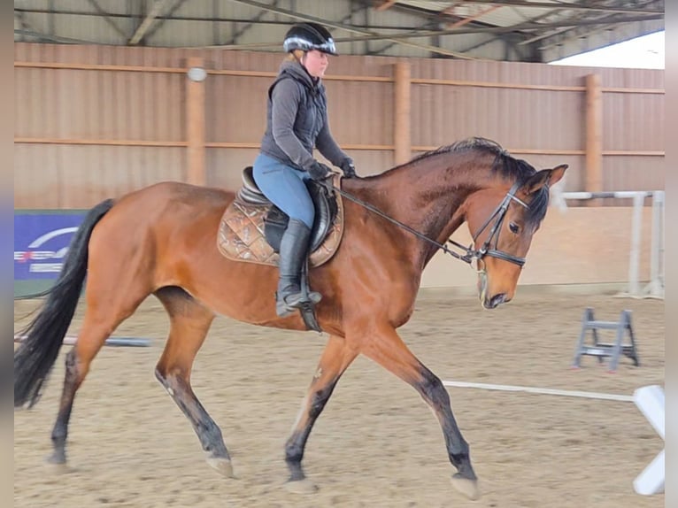 Warmblood austríaco Yegua 11 años 172 cm Castaño in Schattendorf