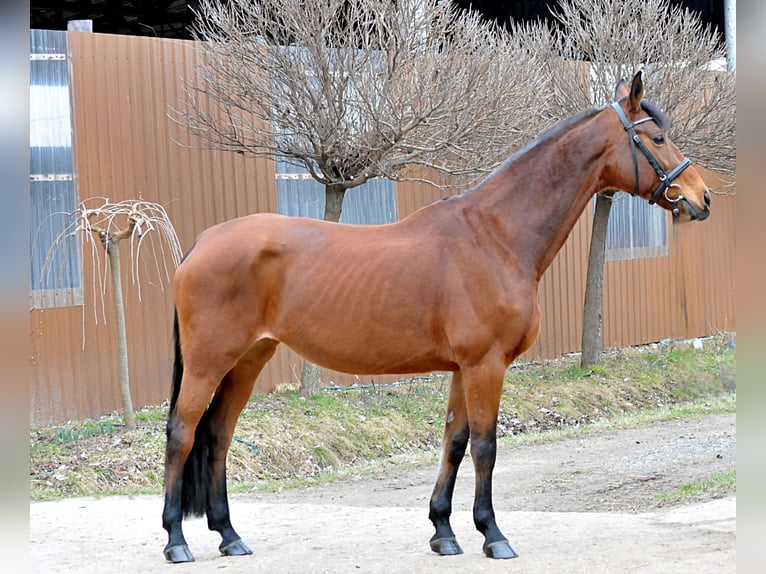 Warmblood austríaco Yegua 11 años 172 cm Castaño in Schattendorf