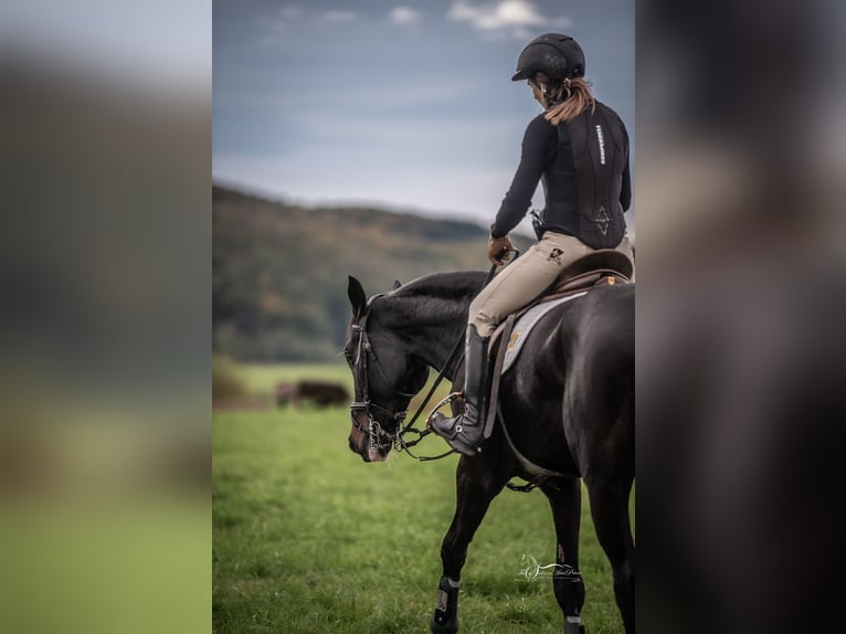 Warmblood austríaco Yegua 11 años 173 cm Castaño in Breitenfurt bei Wien