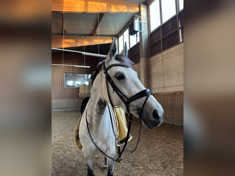 Warmblood austríaco Yegua 11 años 173 cm Tordo in Linz