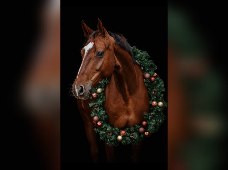 Warmblood austríaco Yegua 12 años 158 cm Alazán-tostado in Klgenfurt