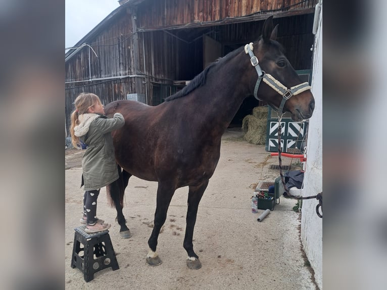 Warmblood austríaco Yegua 12 años Castaño oscuro in Eichgraben