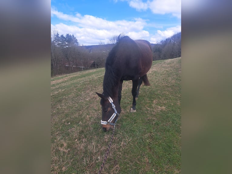 Warmblood austríaco Yegua 12 años Castaño oscuro in Eichgraben