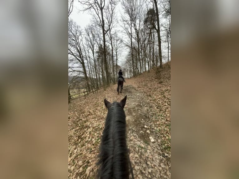 Warmblood austríaco Yegua 12 años Castaño oscuro in St.Marein bei Graz