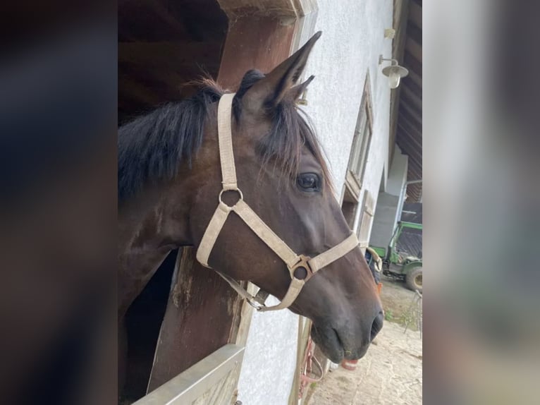 Warmblood austríaco Yegua 12 años Castaño oscuro in St.Marein bei Graz
