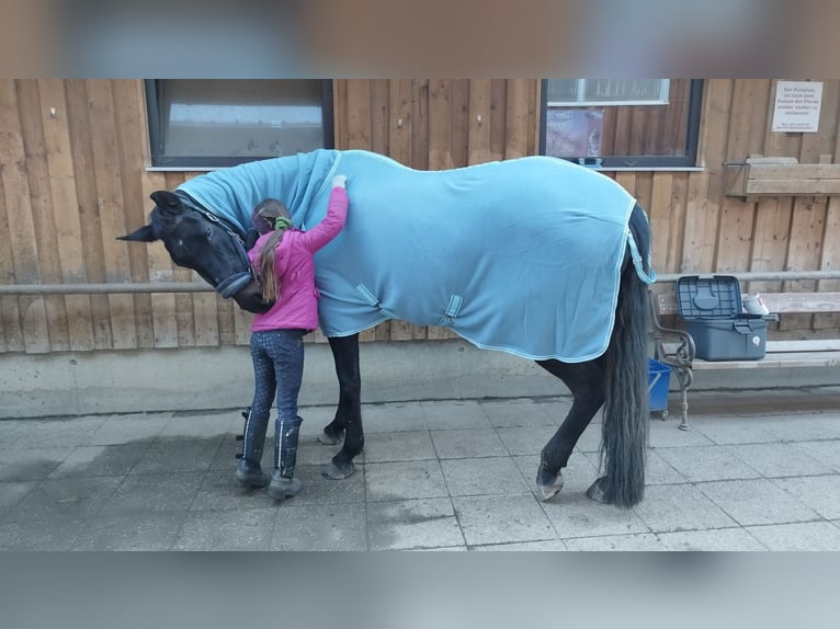 Warmblood austríaco Yegua 13 años 168 cm Negro in Poggersdorf