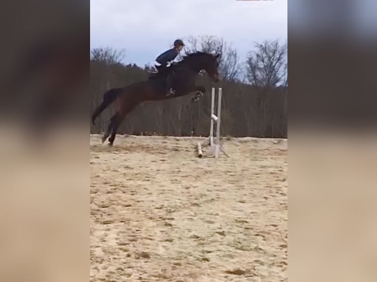 Warmblood austríaco Yegua 13 años 172 cm Castaño oscuro in Hart Bei Graz