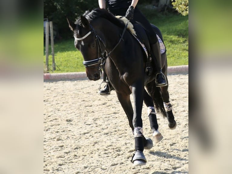 Warmblood austríaco Yegua 14 años 160 cm Castaño oscuro in Neuhofen i.I.