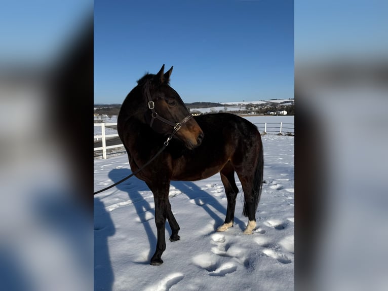Warmblood austríaco Yegua 14 años 165 cm Castaño oscuro in Zell an der Pram