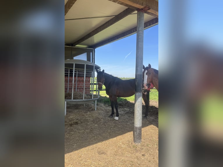 Warmblood austríaco Yegua 14 años 168 cm Castaño in Kaarst