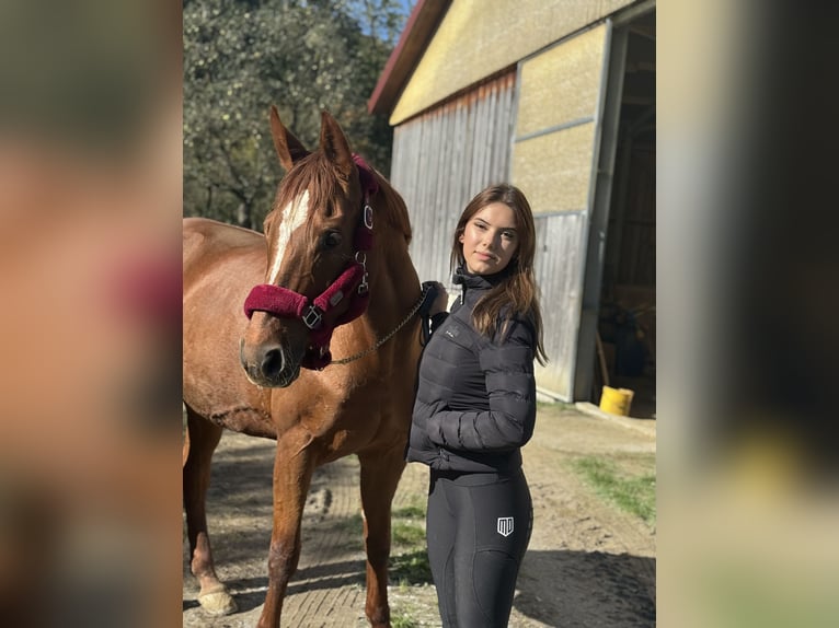 Warmblood austríaco Yegua 14 años 170 cm Alazán-tostado in Kirchberg an der Pielach