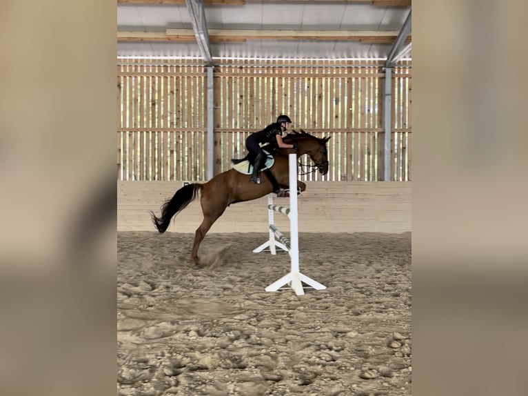 Warmblood austríaco Yegua 14 años 170 cm Alazán-tostado in Kirchberg an der Pielach