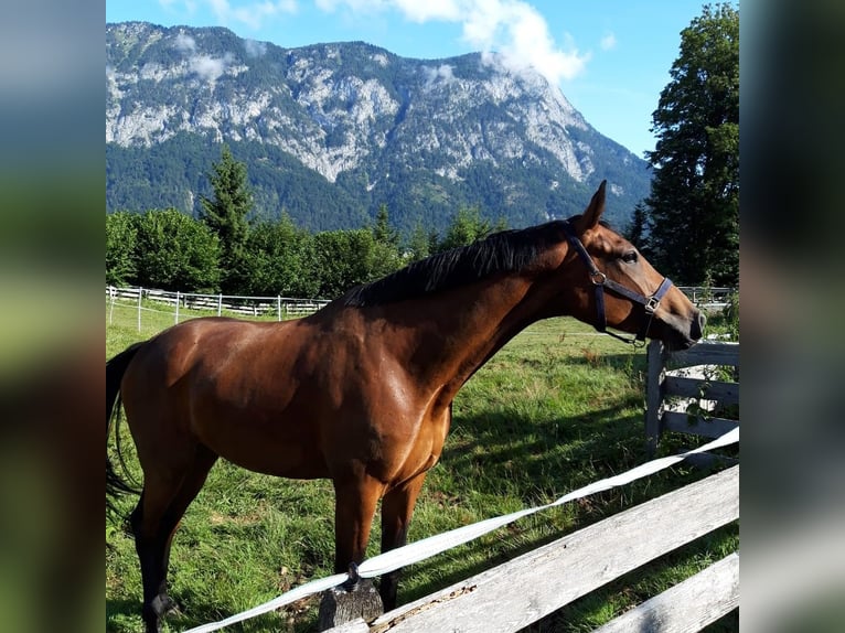 Warmblood austríaco Yegua 14 años 170 cm Castaño in Hopfgarten im Brixental