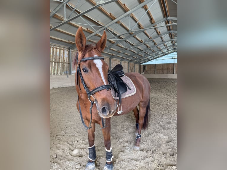 Warmblood austríaco Yegua 14 años 170 cm Castaño oscuro in Kirchberg an der pielach