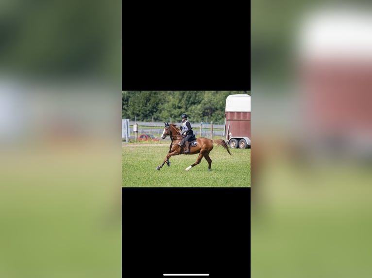 Warmblood austríaco Yegua 14 años 172 cm Alazán in Riegersburg