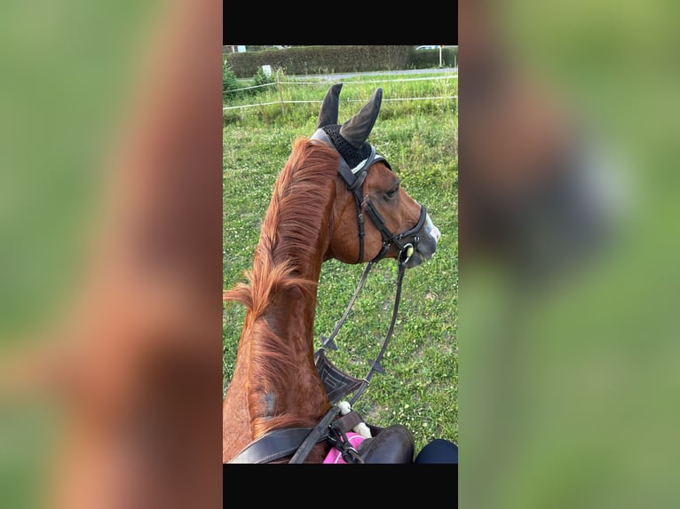 Warmblood austríaco Yegua 14 años 172 cm Alazán in Riegersburg