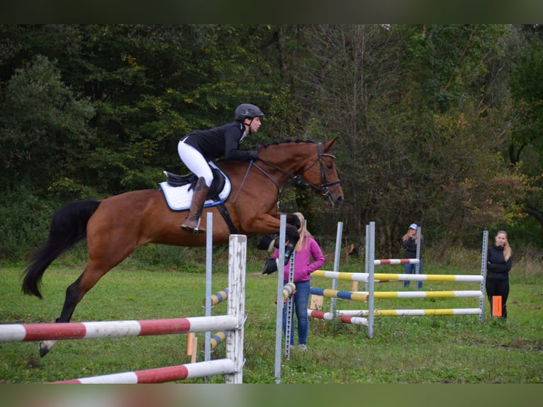 Warmblood austríaco Yegua 14 años 172 cm Castaño in D&#xFC;sseldorf