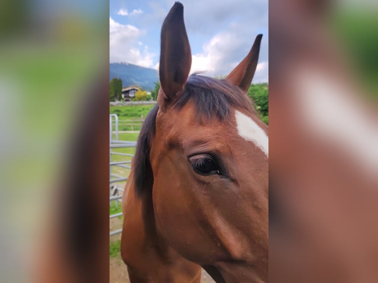 Warmblood austríaco Yegua 15 años 170 cm Castaño in Lendorf