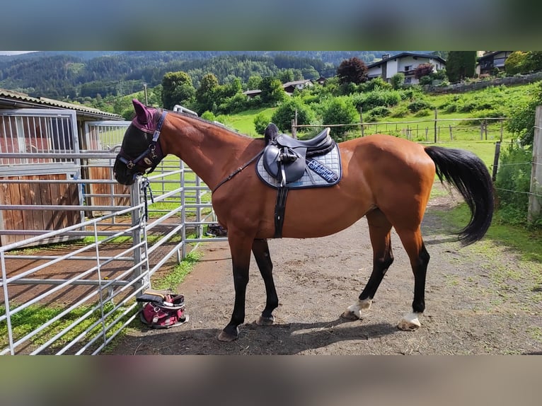 Warmblood austríaco Yegua 15 años 170 cm Castaño in Lendorf