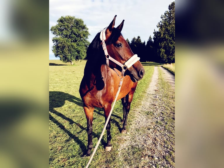 Warmblood austríaco Yegua 16 años 161 cm Morcillo in Stöttwang
