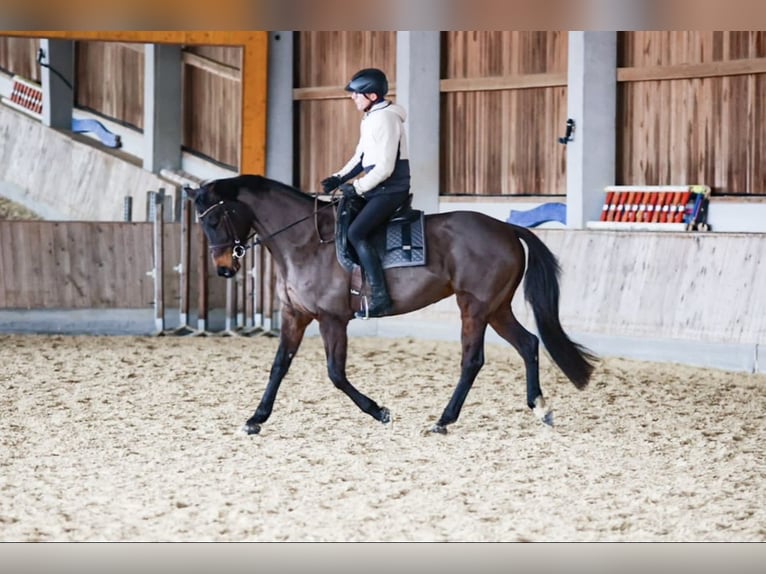 Warmblood austríaco Yegua 16 años 166 cm Morcillo in Engerwitzdorf