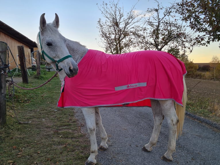 Warmblood austríaco Yegua 16 años 167 cm Tordo in Drosendorf
