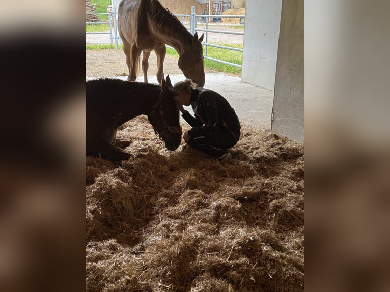 Warmblood austríaco Yegua 16 años 172 cm Alazán-tostado in Kirchberg an der Pielach