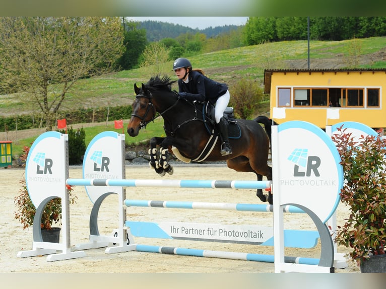 Warmblood austríaco Yegua 16 años Castaño in Würflach