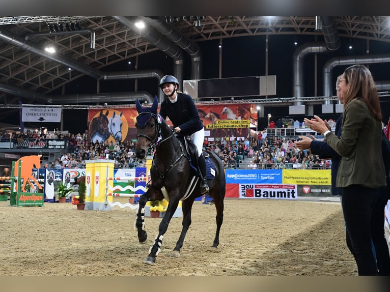 Warmblood austríaco Yegua 16 años Castaño in Würflach