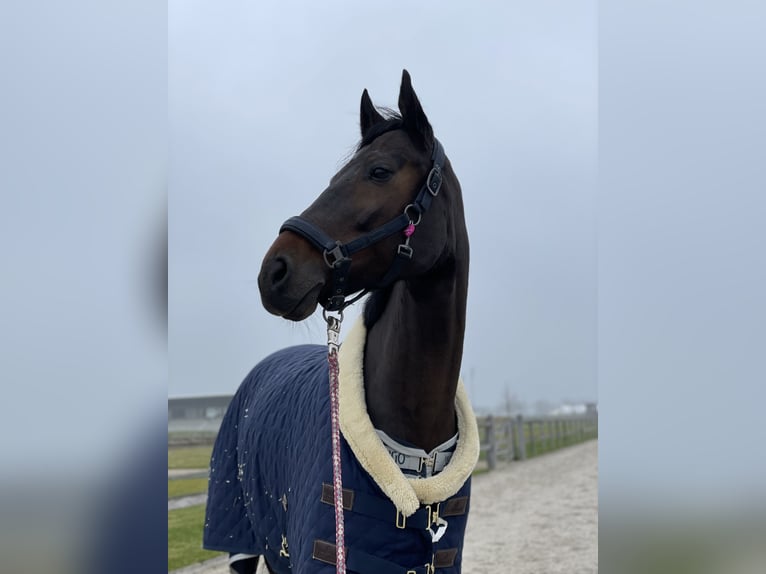 Warmblood austríaco Yegua 16 años Castaño in Würflach