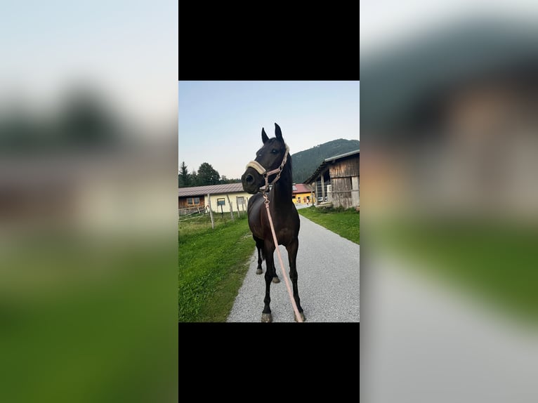 Warmblood austríaco Yegua 17 años 158 cm Castaño oscuro in H&#xFC;ttau