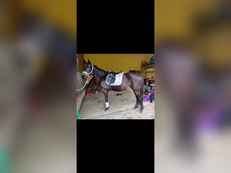 Warmblood austríaco Yegua 17 años 158 cm Castaño oscuro in H&#xFC;ttau