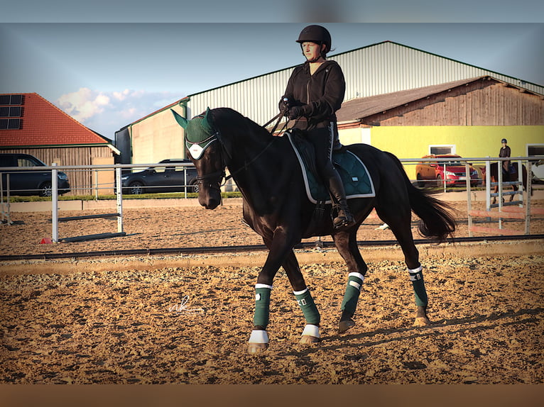 Warmblood austríaco Yegua 17 años 158 cm Negro in Rosenthal