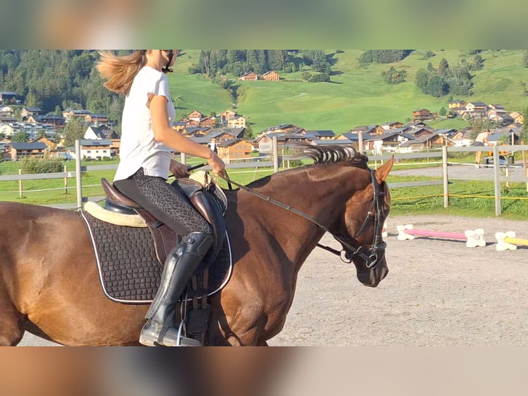 Warmblood austríaco Yegua 17 años 165 cm Alazán-tostado in Au