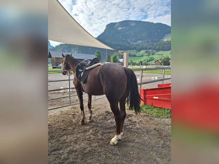 Warmblood austríaco Yegua 17 años 165 cm Alazán-tostado in Au