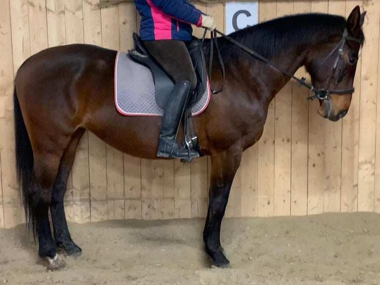 Warmblood austríaco Yegua 17 años 165 cm Castaño in Pottenbrunn