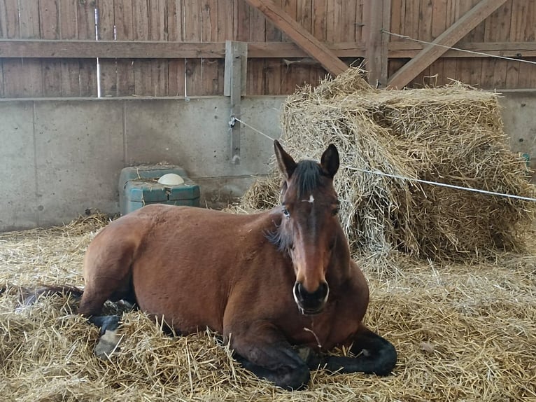 Warmblood austríaco Yegua 17 años 165 cm Castaño in Pottenbrunn