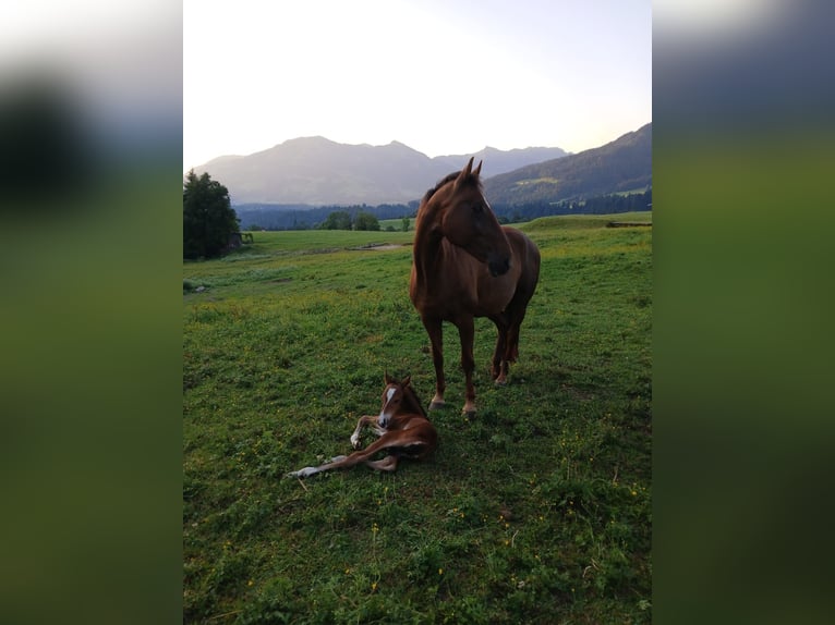 Warmblood austríaco Yegua 17 años 168 cm Alazán in Hopfgarten