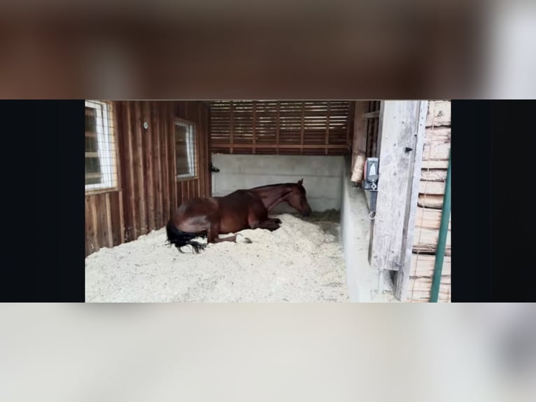 Warmblood austríaco Yegua 18 años 165 cm Alazán-tostado in Mettmach