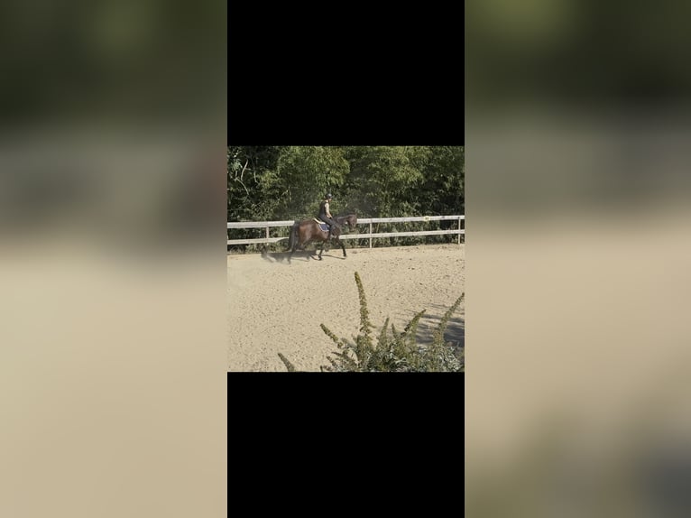 Warmblood austríaco Yegua 18 años  in Pirching an der Raab