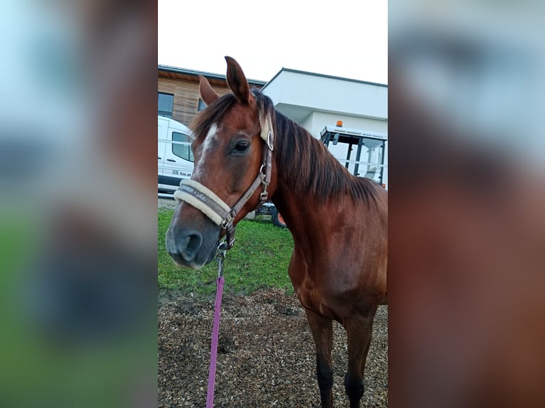 Warmblood austríaco Yegua 19 años 165 cm Alazán-tostado in Mettmach / Österreich