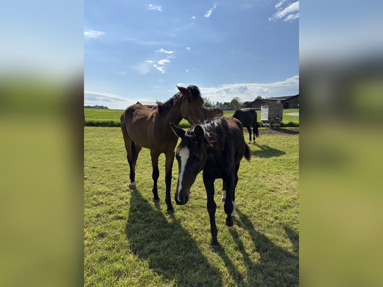Warmblood austríaco Yegua 1 año 145 cm Castaño in Pinsdorf