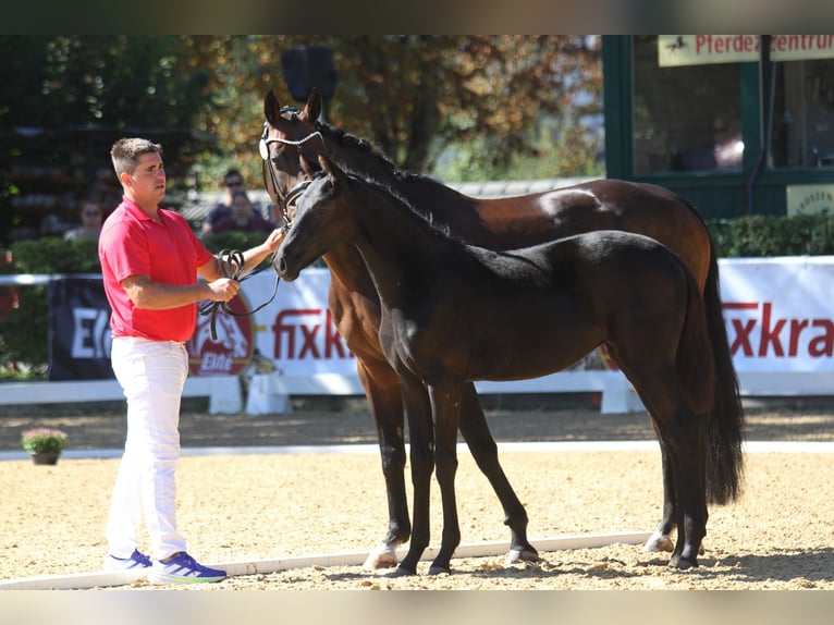 Warmblood austríaco Yegua 1 año 168 cm Negro in St Marein bei Graz