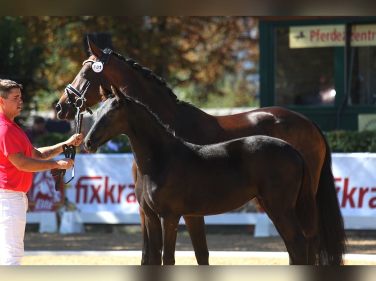 Warmblood austríaco Yegua 1 año 168 cm Negro in St Marein bei Graz