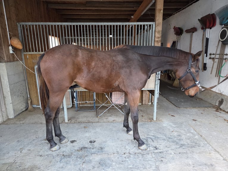 Warmblood austríaco Yegua 1 año 170 cm Castaño in Garsten