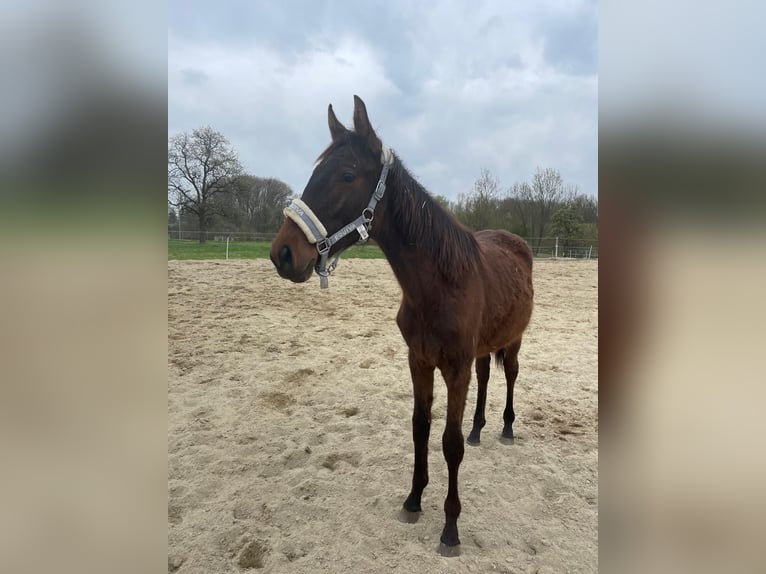 Warmblood austríaco Yegua 1 año 170 cm Castaño in Neuhofen